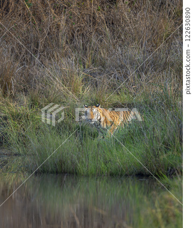 wild bengal female tiger or panthera tigris at bandhavgarh national park forest tiger reserve madhya pradesh india. tigress eye contact in morning safari quenching thirst drinking water from waterhole wild bengal female tiger or panthera tigris at bandhavgarh national park forest tiger reserve madhya pradesh india. tigress eye contact in morning safari quenching thirst drinking water from waterhole 122630890