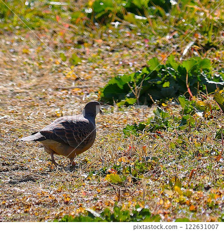 Fluffy, chubby and cute Japanese turtle dove on a riverside road in winter 122631007