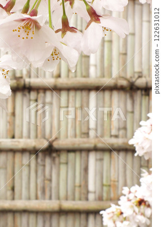 日本雨後的櫻花與竹籬笆 122631012
