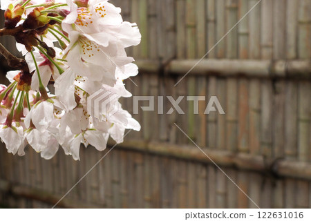 日本雨後的櫻花與竹籬笆 122631016