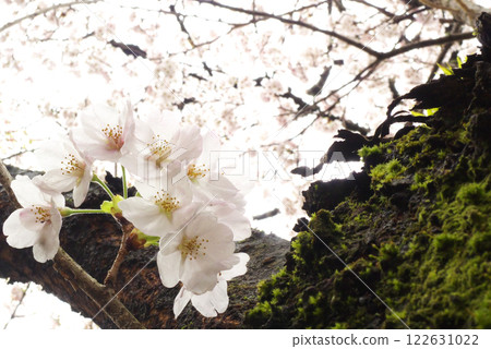 Cherry blossoms after the rain in Japan Cherry blossoms after the rain in Japan 122631022