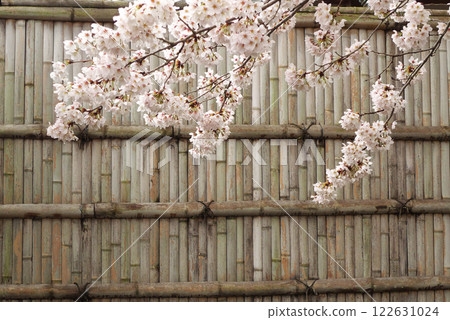 日本雨後的櫻花與竹籬笆 122631024