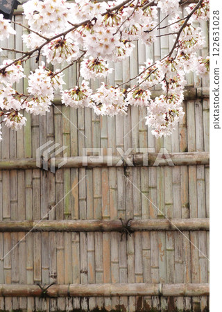 日本雨後的櫻花與竹籬笆 122631028