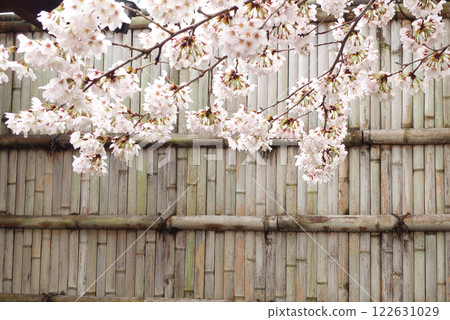 日本雨後的櫻花與竹籬笆 122631029