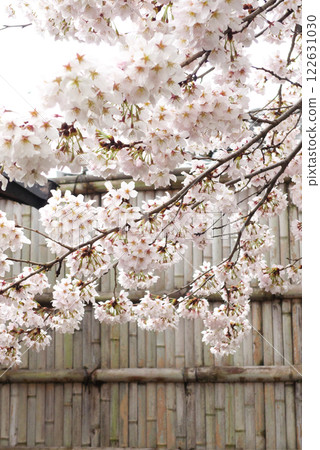 日本雨後的櫻花與竹籬笆 122631030