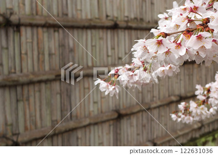 日本雨後的櫻花與竹籬笆 122631036