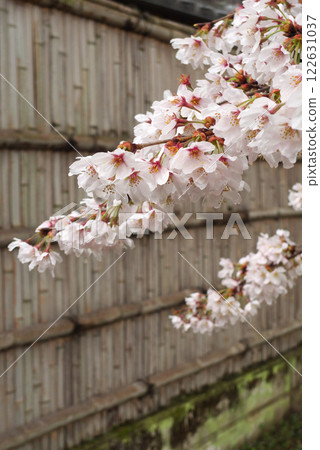 日本雨後的櫻花與竹籬笆 122631037