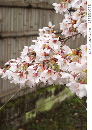 日本雨後的櫻花與竹籬笆 122631038