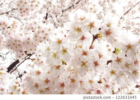 日本雨後的櫻花 122631045