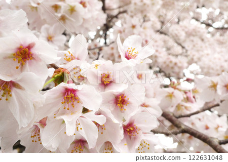 日本雨後的櫻花 122631048