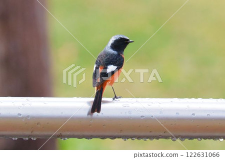 Daurian Redstart looking to the right Daurian Redstart looking to the right 122631066
