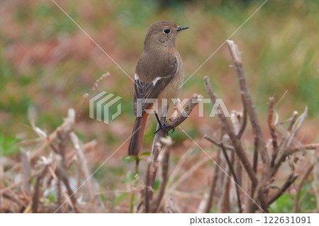一隻朝天的紅尾鴝 122631091