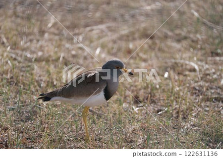 Keri walking on the grass 122631136