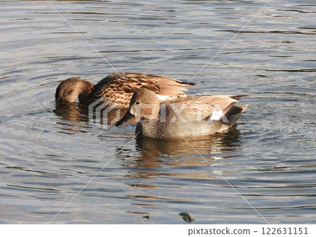 A pair of Gadwalls, known to bird lovers as "low-flying ducks" A pair of Gadwalls, known to bird lovers as "low-flying ducks" 122631151