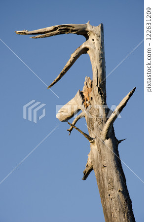 Dead Canary Island pine. Dead Canary Island pine. 122631209