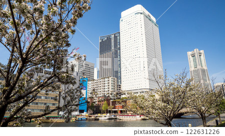 Cherry blossom trees line the streets of Minato Mirai 122631226