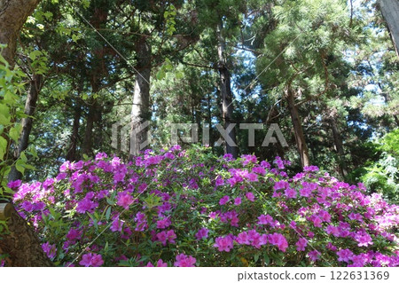 Forest and flowers Forest and flowers 122631369