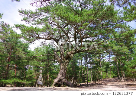 Pine trees growing from roots in Keino Matsubara, Minamiawaji City, Hyogo Prefecture 122631377