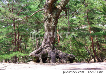 Pine trees growing from roots in Keino Matsubara, Minamiawaji City, Hyogo Prefecture 122631384