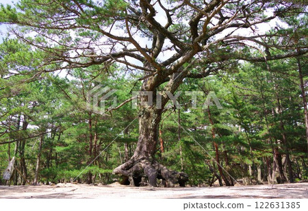 Pine trees growing from roots in Keino Matsubara, Minamiawaji City, Hyogo Prefecture 122631385