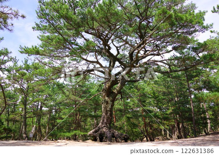 Pine trees growing from roots in Keino Matsubara, Minamiawaji City, Hyogo Prefecture 122631386