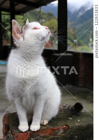 Photographing a cat sitting and looking up at Houtong Cat Village Photographing a cat sitting and looking up at Houtong Cat Village 122631633