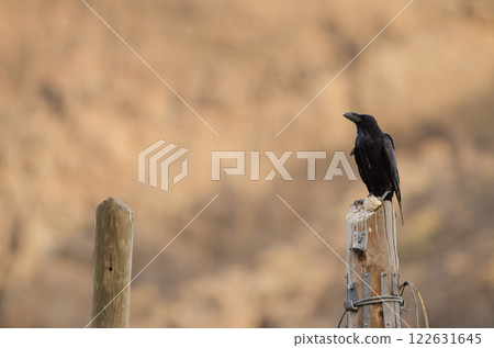 Common raven with a piece of bread. Common raven with a piece of bread. 122631645