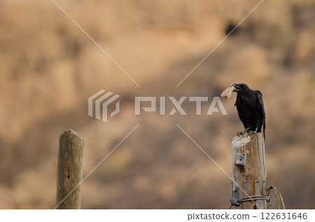 Common raven with a piece of bread. Common raven with a piece of bread. 122631646