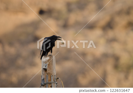 Common raven with a piece of bread. Common raven with a piece of bread. 122631647