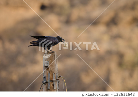 Common raven with a piece of bread. Common raven with a piece of bread. 122631648