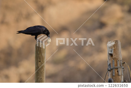 Common raven with a piece of bread. 122631650