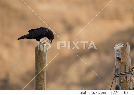 Common raven with a piece of bread. Common raven with a piece of bread. 122631651