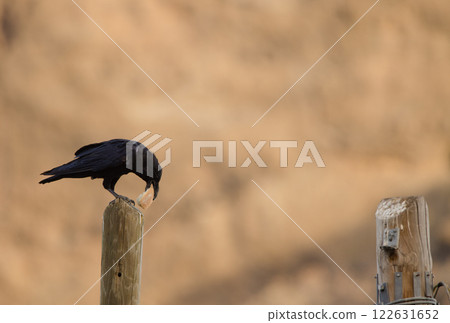 Common raven with a piece of bread. 122631652