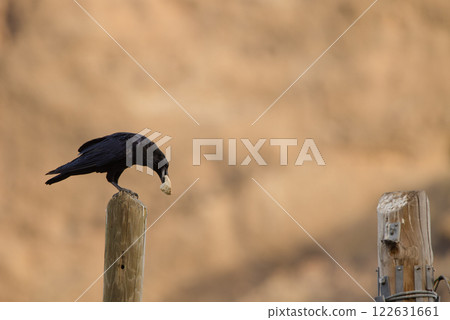 Common raven with a piece of bread. 122631661