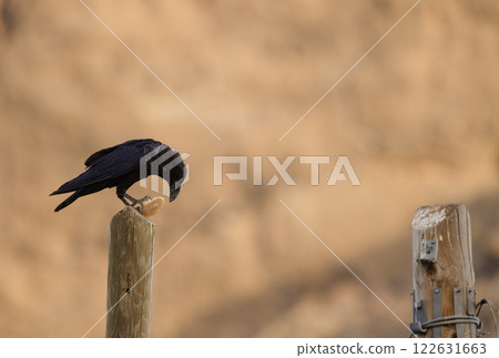 Common raven with a piece of bread. 122631663