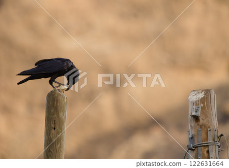 Common raven with a piece of bread. Common raven with a piece of bread. 122631664
