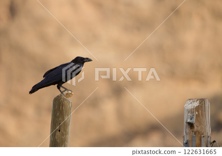 Common raven with a piece of bread. 122631665