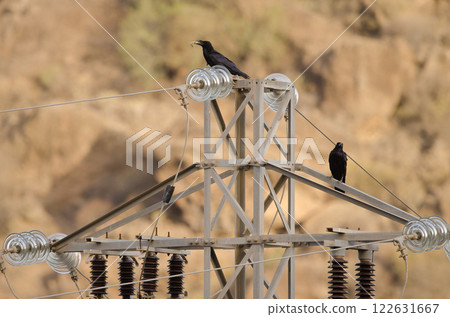 Common ravens on a transmission tower. Common ravens on a transmission tower. 122631667