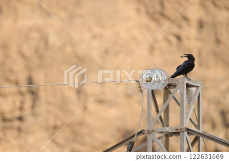 Common raven with a piece of bread. Common raven with a piece of bread. 122631669