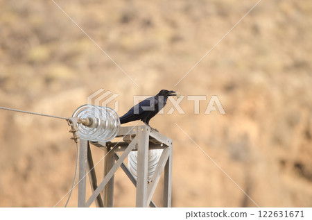Common raven with a piece of bread. 122631671