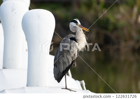 Heron on a boat Heron on a boat 122631726