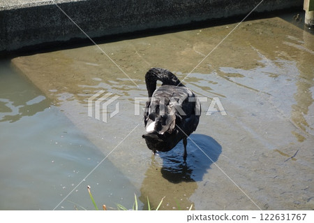 一隻黑鳥 一隻黑鳥 122631767