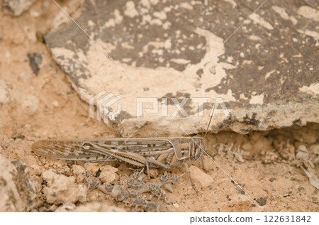 Desert locust Schistocerca gregaria. 122631842