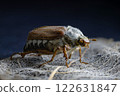 Detailed macro photo of a cockchafer beetle May bug. Close-up view of its intricate features. Wildlife and nature photography. Perfect for scientific or educational use. 122631847