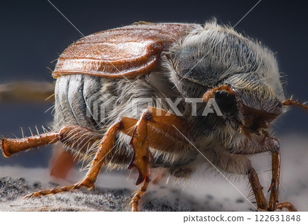 Detailed macro photo of a cockchafer beetle May bug. Close-up view of its intricate features. Wildlife and nature photography. Perfect for scientific or educational use. Detailed macro photo of a cockchafer beetle May bug. Close-up view of its intricate features. Wildlife and nature photography. Perfect for scientific or educational use. 122631848