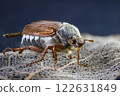 Detailed macro photo of a cockchafer beetle May bug. Close-up view of its intricate features. Wildlife and nature photography. Perfect for scientific or educational use. 122631849