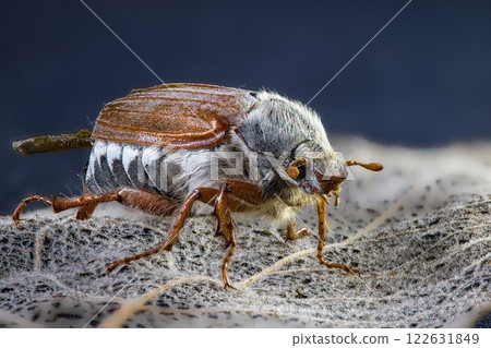 Detailed macro photo of a cockchafer beetle May bug. Close-up view of its intricate features. Wildlife and nature photography. Perfect for scientific or educational use. 122631849