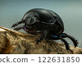Detailed macro photo of a dung beetle on textured wood. Close-up view of its intricate features and spiky legs. Wildlife and nature photography. 122631850