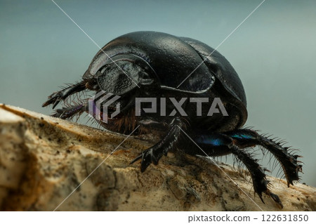 Detailed macro photo of a dung beetle on textured wood. Close-up view of its intricate features and spiky legs. Wildlife and nature photography. Detailed macro photo of a dung beetle on textured wood. Close-up view of its intricate features and spiky legs. Wildlife and nature photography. 122631850