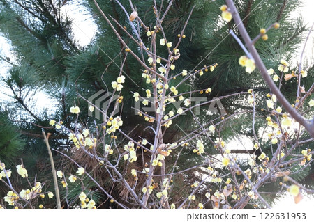 冬季花園裡盛開的黃樺花 冬季花園裡盛開的黃樺花 122631953
